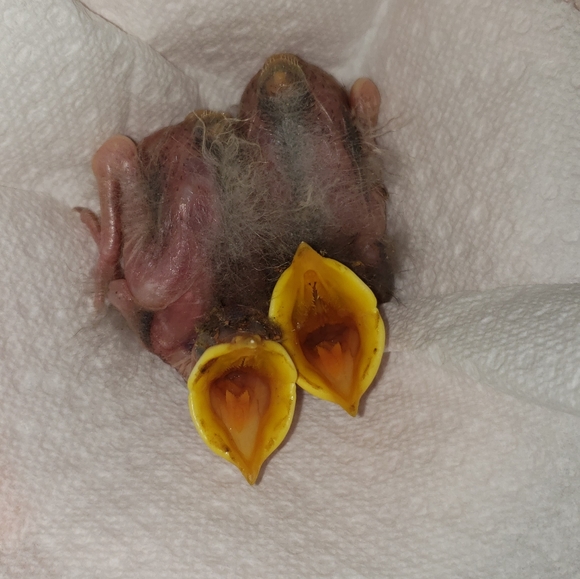 Meet your Posher, Tresa - Picture 1 of 4